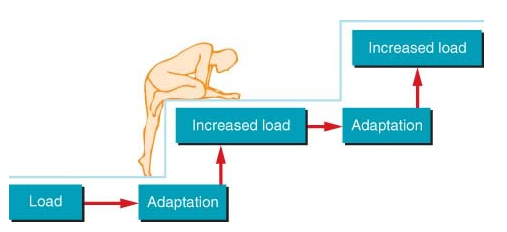 essentials of building muscle